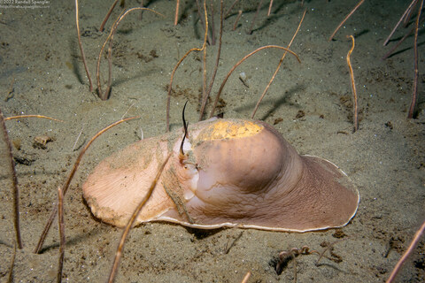 Neverita lewisii (Lewis's Moon Snail)