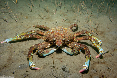 Loxorhynchus grandis (Sheep Crab)