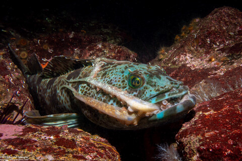 Ophiodon elongatus (Lingcod); Lingcod eating an octopus