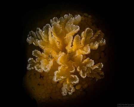 Peltodoris nobilis (Sea Lemon); Branchial plume