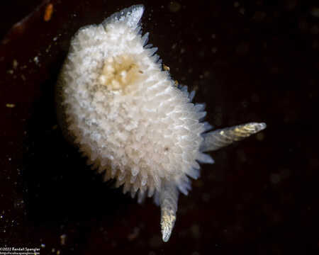 Diaphorodoris lirulatocauda (Ridge-Tailed Dorid)