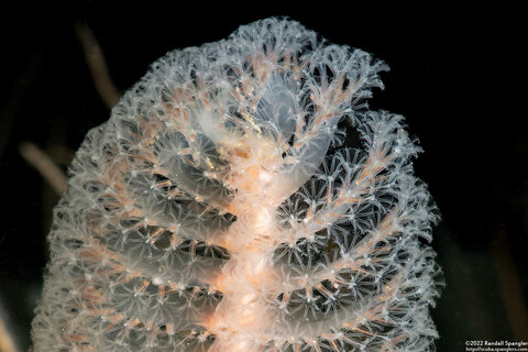 Stylatula elongata (White Sea Pen)