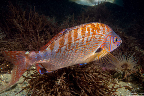 Hypsurus caryi (Rainbow Seaperch)