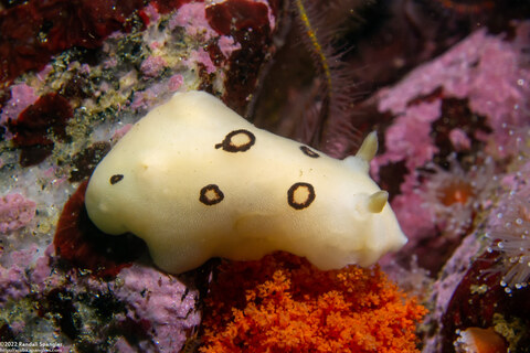Diaulula sandiegensis (San Diego Dorid)