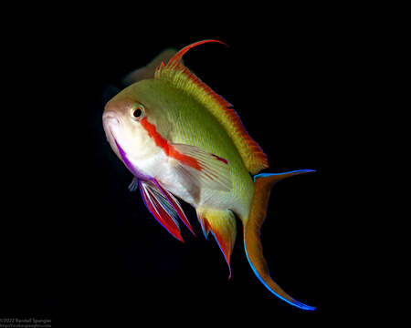 Pseudanthias huchtii (Threadfin Anthias)