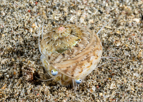 Ethalia guamensis (Guam Button Top Shell)