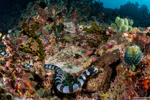 Laticauda colubrina (Banded Sea Krait)