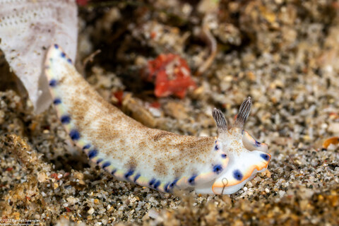 Dermatobranchus caeruleomaculatus (Blue-Spotted Dermatobranchus)