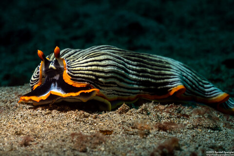 Armina sp.1 (Orange-Margined Armina)