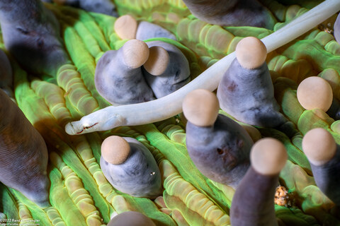 Siokunichthys nigrolineatus (Mushroom Coral Pipefish)