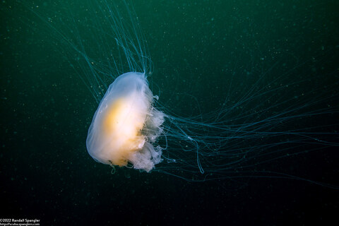 Phacellophora camtschatica (Egg-Yolk Jelly)