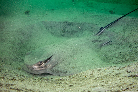 Myliobatis californica (Bat Ray)