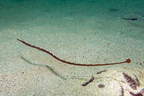 Syngnathus leptorhynchus (Bay Pipefish)