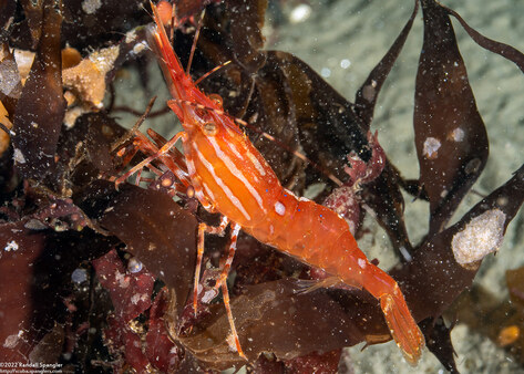 Pandalus platyceros (Spot Shrimp)
