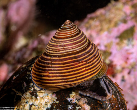 Calliostoma ligatum (Blue Top Snail)