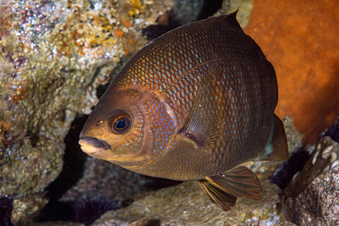 Embiotoca jacksoni (Black Perch)