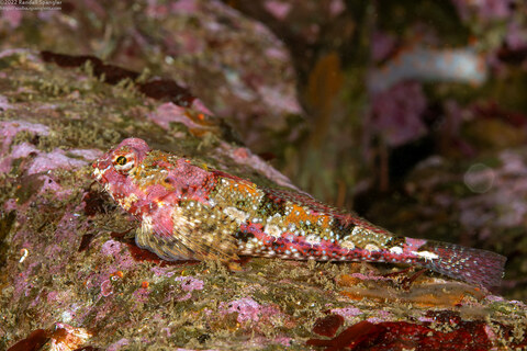 Orthonopias triacis (Snubnose Sculpin)