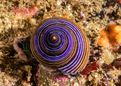 Calliostoma ligatum (Blue Top Snail)