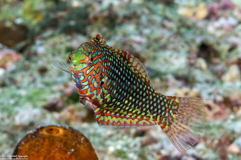 Macropharyngodon ornatus (Ornate Leopard Wrasse)