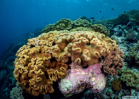 Sarcophyton trocheliophorum (Elephant Ear Coral)