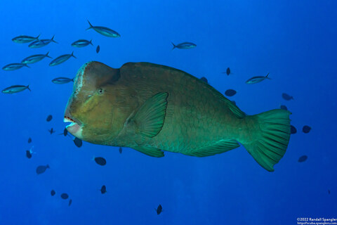 Bolbometopon muricatum (Bumphead Parrotfish)