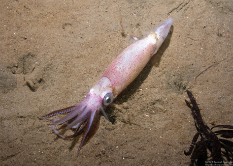 Doryteuthis opalescens (Market Squid)