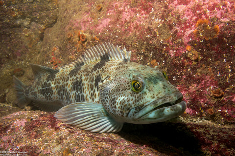 Ophiodon elongatus (Lingcod)