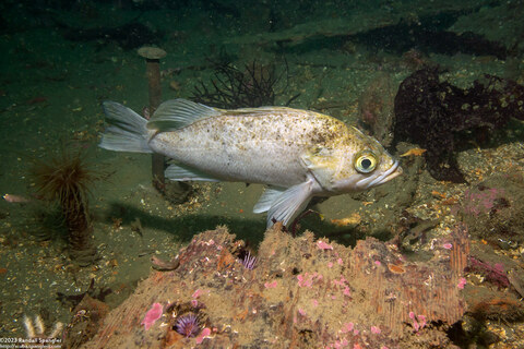 Sebastes atrovirens (Kelp Rockfish)