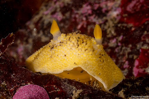 Peltodoris nobilis (Sea Lemon)