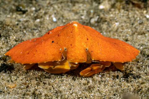 Cryptolithodes typicus (Butterfly Crab)