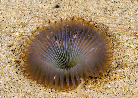 Myxicola sp.1 (Slime Fan Worm)