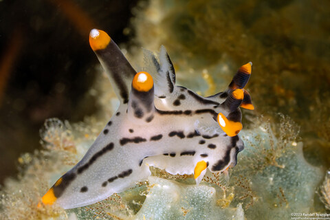 Thecacera picta (Painted Thecacera)