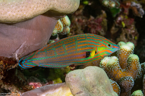 Halichoeres melanurus (Pinstriped Wrasse)