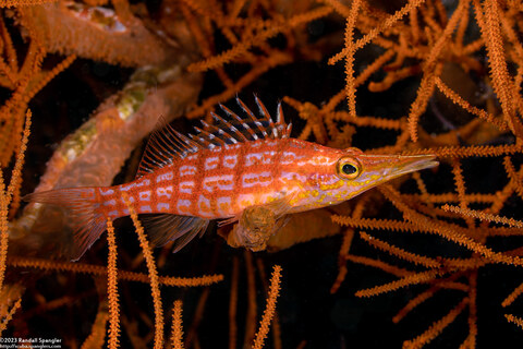 Oxycirrhites typus (Longnose Hawkfish)