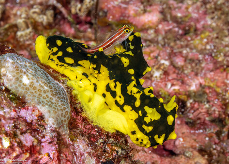 Notodoris gardineri (Gardiner's Banana Nudibranch)