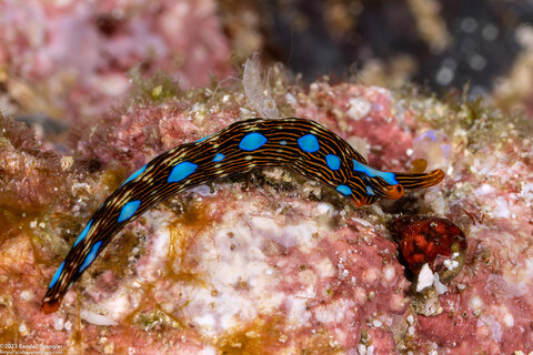 Thuridilla gracilis (Slender Sapsucking Slug)