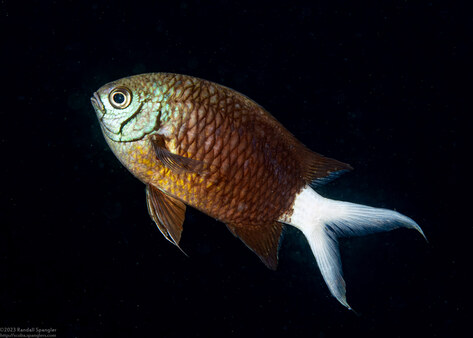 Chromis xanthura (Paletail Chromis)