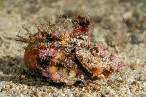 Inimicus didactylus (Spiny Devilfish)