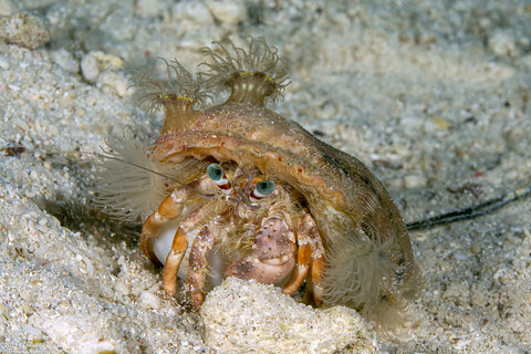 Dardanus pedunculatus (Anemone Hermit Crab)