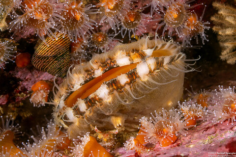 Chlamys hastata (Spiny Scallop)
