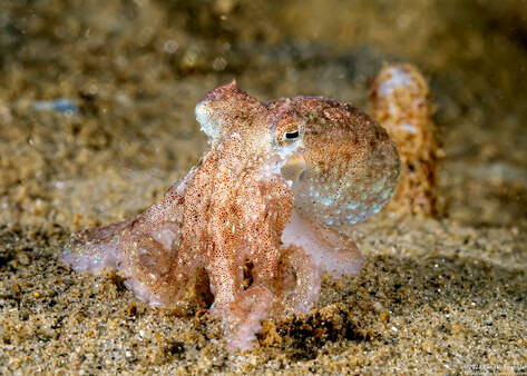 Octopus rubescens (Red Octopus)