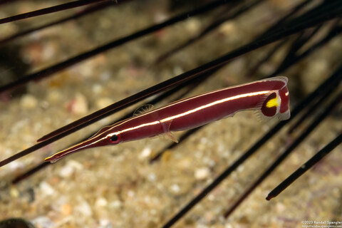 Diademichthys lineatus (Urchin Clingfish)