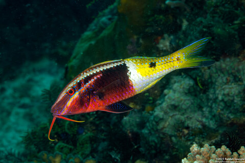 Parupeneus barberinoides (Bicolor Goatfish)