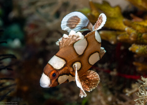 Plectorhinchus chaetodonoides (Many-Spotted Sweetlips)