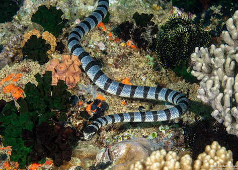 Laticauda colubrina (Banded Sea Krait)