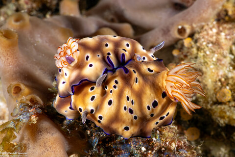Hypselodoris tryoni (Tryon's Risbecia)