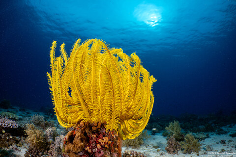 Anneissia bennetti (Bennett's Feather Star)