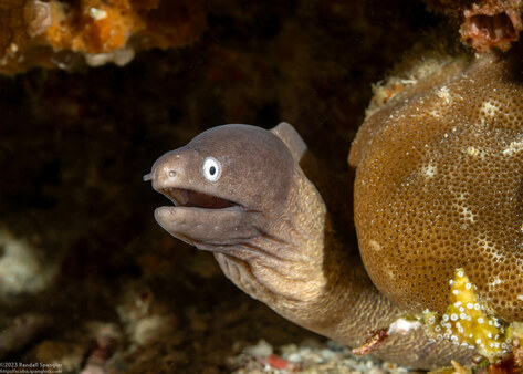 Gymnothorax thyrsoideus (White-Eyed Moray)