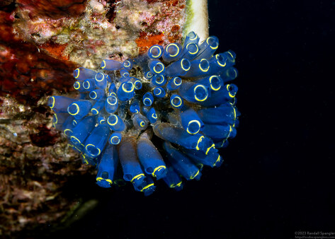 Clavelina robusta (Robust Clavelina)