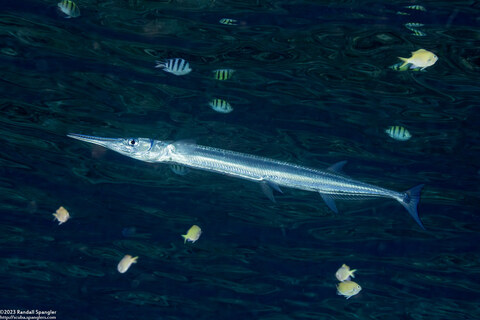 Tylosurus crocodilus (Houndfish)